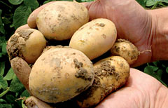 Perché non si deve temere la patata Ogm. Nella foto esemplari di Amflora, il tubero geneticamente modificato sviluppato dalla tedesca Basf